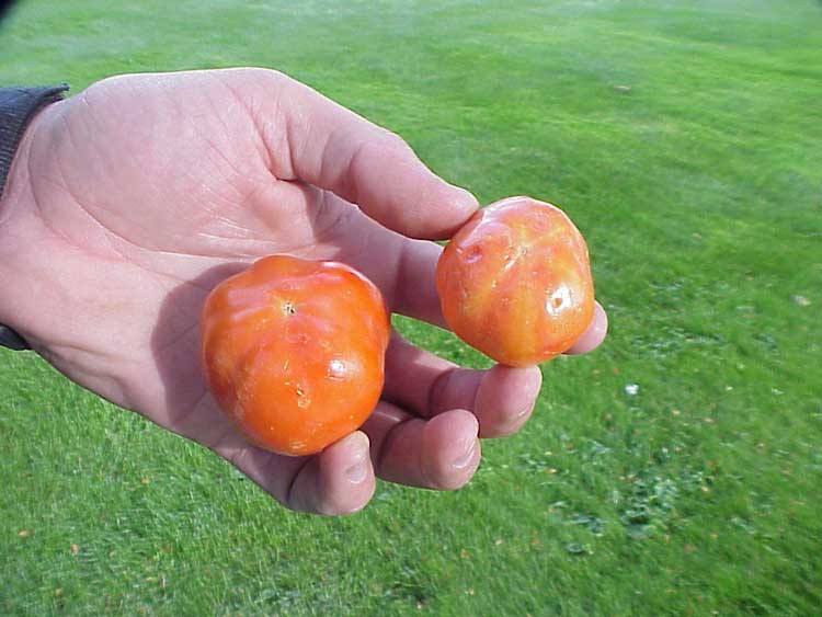 Photo of big bud symptoms on tomato fruit