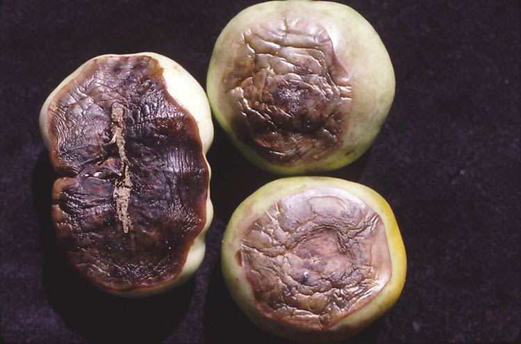 Photo of blossom end rot symptoms on tomato