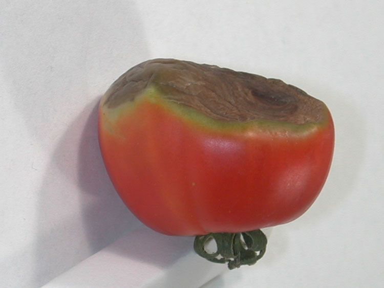 Photo of symptoms of blossom end rot on tomato fruit
