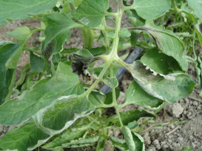Photo of late blight on tomato leaves