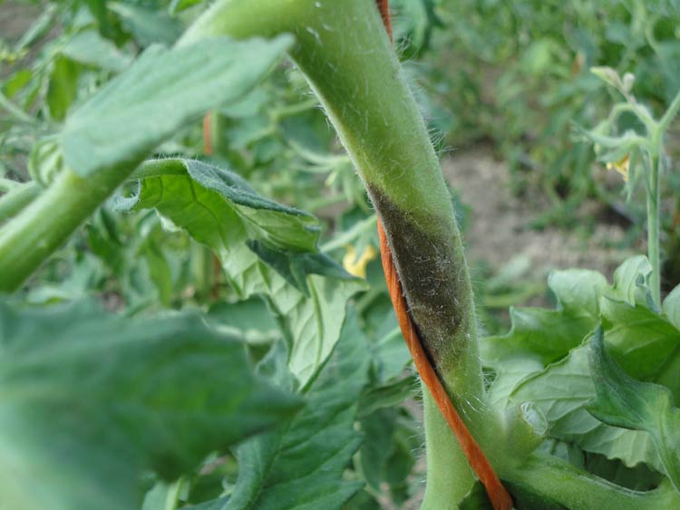 Photo of late blight on tomato stem