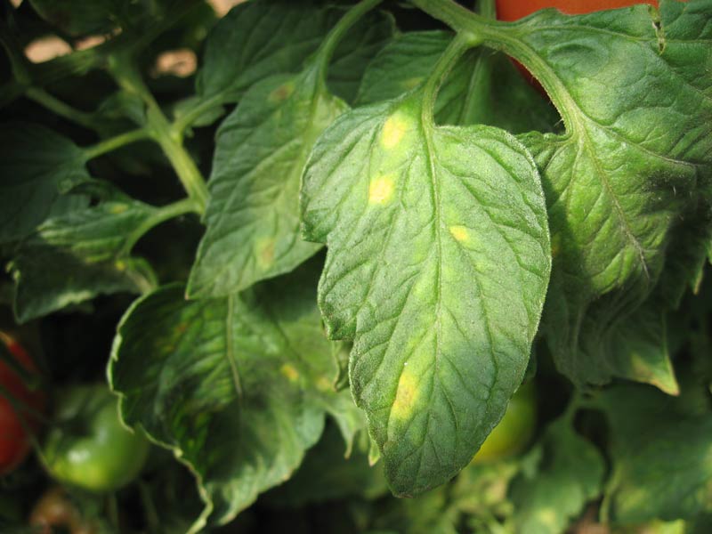 Photo ofleaf mold on tomato leaf