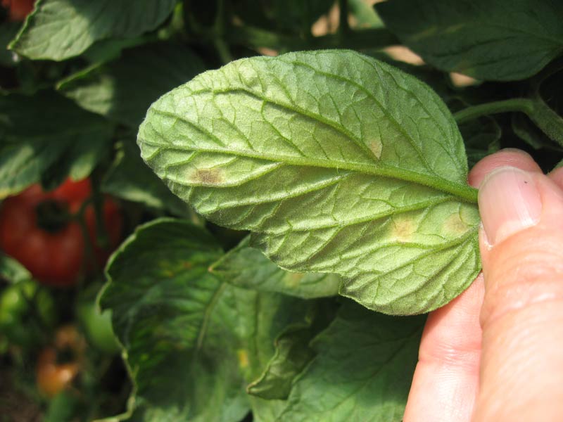 Photo ofleaf mold on bottom of tomato leaf