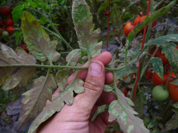 Photo of very severe symptoms of leaf mold of tomato