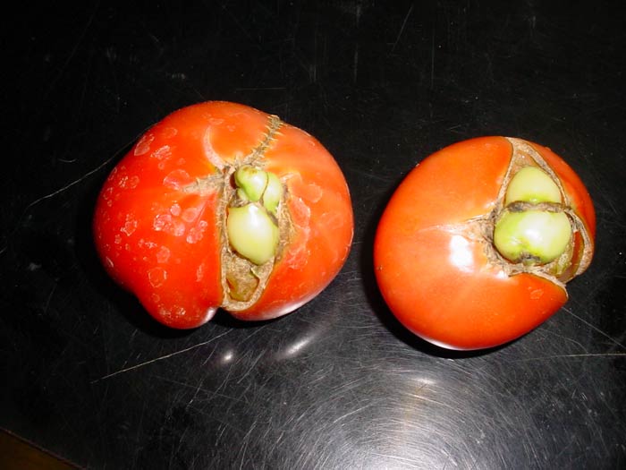 Photo of parthenocarpy in tomato