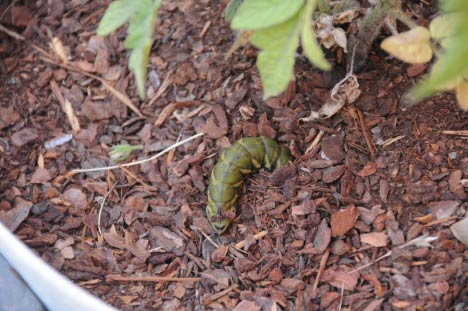 Photo of tomato hornworm on ground