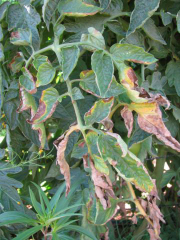 Photo of verticillium wilt symptoms on tomato leaf