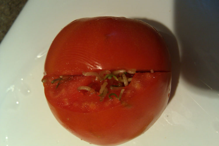 Photo of tomato showing symptoms of vivipary