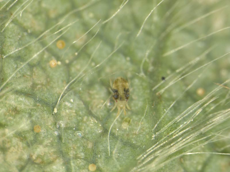 Photo of twospotted spider mite.