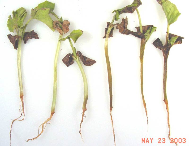 Photo of phthium root rot of watermelon