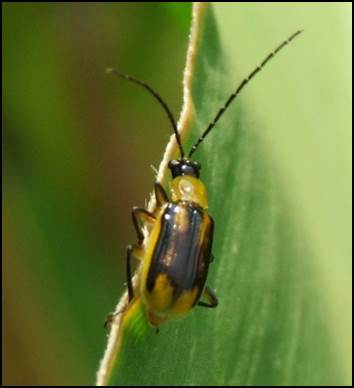Western corn rootworm adult male.