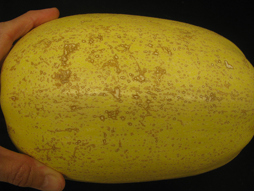 Small but extensive symptoms of edema on a winter squash.