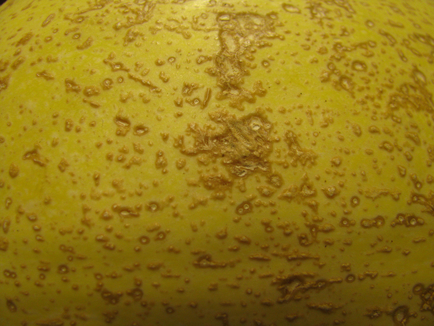 Close-up view of edema symptoms on the surface of a winter squash.