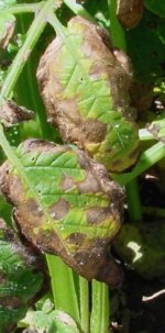 Early blight lesions on potato leaflet