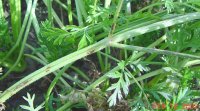 Photo of Alternaria leaf blight
