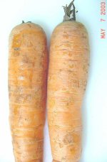 Photo of superficial russetting of carrot stecklings