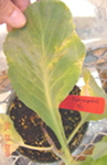 Blackening of the veins of a cabbage 
leaf following inoculation with the black rot pathogen, <em>Xanthomonas
campestris </em>pv. <em>campestris</em>.