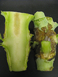 Boron deficiency in broccoli can cause external corkiness and scarring of the main stem, and hollowing of the stem internally.