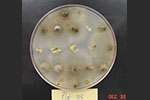 Photo ofcabbage seed plated onto a semi-selective agar medium to detect Alternaria brassicicola.