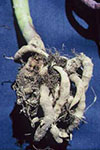 Photo of below-ground symptoms of clubroot.