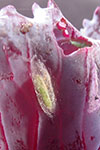 Photo of diamondback moth pupa on cabbage