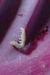 Photo of diamondback moth larva on cabbage