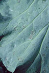 Photo of downy mildew on cabbage
