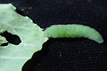 Photo of imported cabbageworm on cabbage