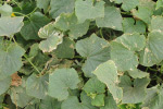 Photo of thip damage to leaves