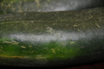 Photo of thrip damage to cucumber fruit