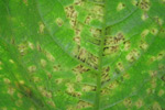 Photo of dark gray sporulation of the downy mildew pathogen in angular lesions viewed from the lower surface of a cucumber leaf