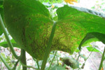 Photo of dark gray sporulation of the downy mildew pathogen in angular lesions viewed from the lower surface of a cucumber leaf