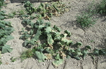Wilting of cucumber plants in a field in western Washington as a result of black root rot caused by <em>Diaporthe sclerotioides</em>.