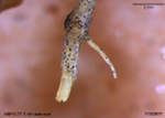 Distinct, rectangular pseudosclerotia in a secondary cucumber root infected with the black root rot pathogen, <em>Diaporthe sclerotioides</em>.