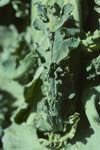 Photo of mosaic virus on cauliflower