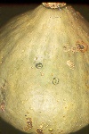 Photo of Angular leaf spot on squash