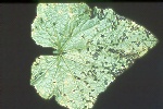 Photo of Angular leaf spot on cucumber
