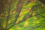 Photo of Angular leaf spot on cucumber