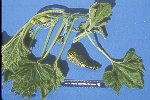 Photo of suspected watermelon mosaic virus on summer squash