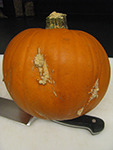 Severe wart-like growths on a pumpkin caused by edema