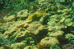 Photo of symptoms of curly top on squash leaves