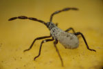 Photo of Squash bug nymphs