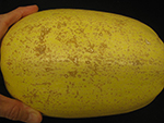 Small but extensive symptoms of edema on a winter squash
