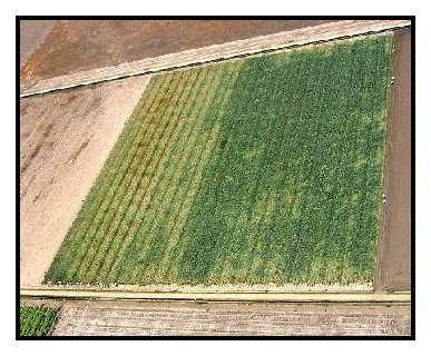 Photo of arial view of onion seed crop 