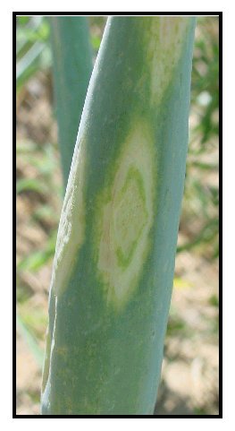 Photo of concentric chlorotic lesion on the scape of a flowering onion plant