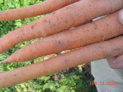 Photo of Cavity spot on carrots