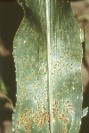 Photo of Common rust on corn