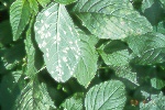 Photo of white rust on Amaranthus