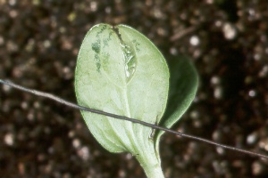 Photo of Acidovorax avenae subsp. citrulli on watermelon