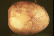 Photo of late blight of potato